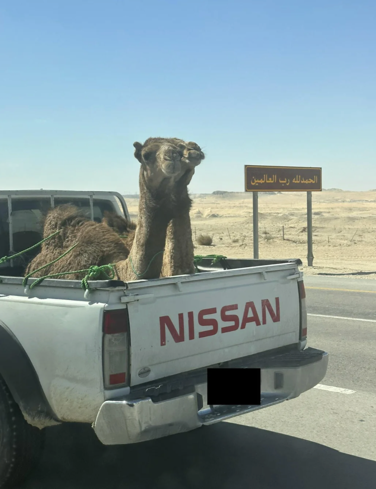 Screenshot of a Reddit post showing two camels in the back of a pickup truck in Saudi Arabia