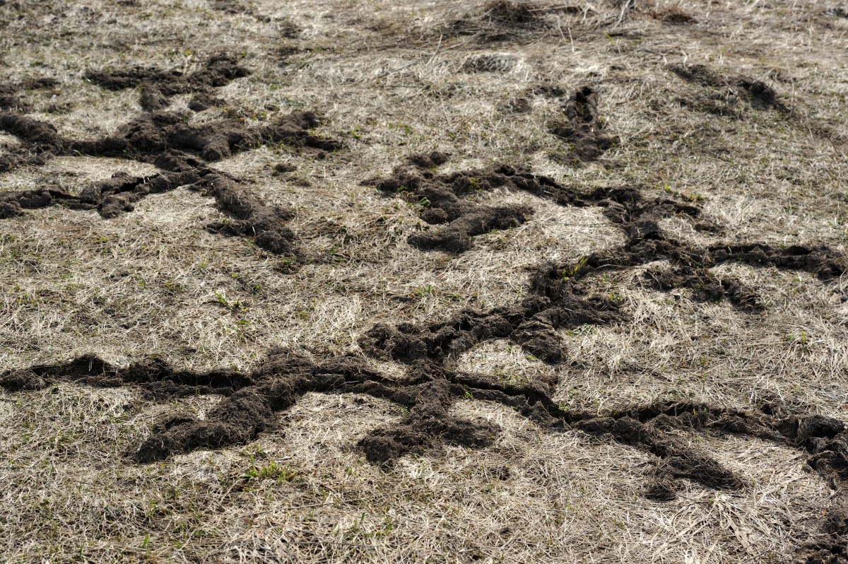 This rodent can do a number on your lawn