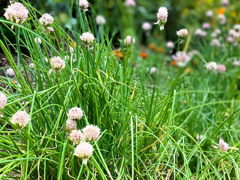 9 herbs to plant in fall for fresh flavor all season long