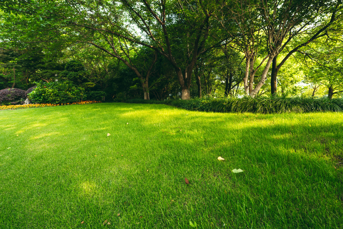 Overseeding? Here’s how to keep weeds out
