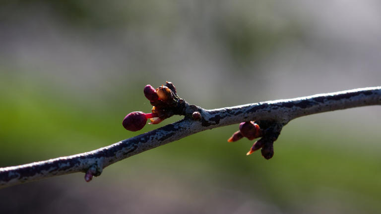 Why the new buds on your Japanese maple tree are swelling (& the easy ...