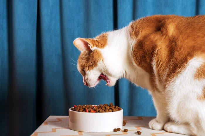 猫が異常を訴えている『危険な鳴き方』4つ 見逃せないサインや対処法を解説