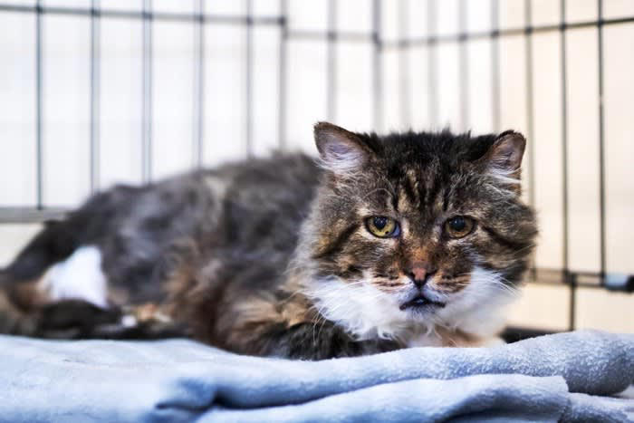 猫が異常を訴えている『危険な鳴き方』4つ 見逃せないサインや対処法を解説