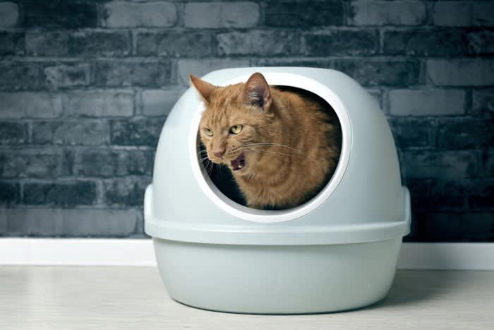 猫が異常を訴えている『危険な鳴き方』4つ 見逃せないサインや対処法を解説