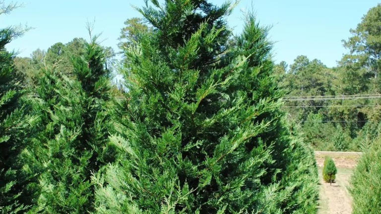 8 fast-growing cypress trees that add beauty & privacy to your yard