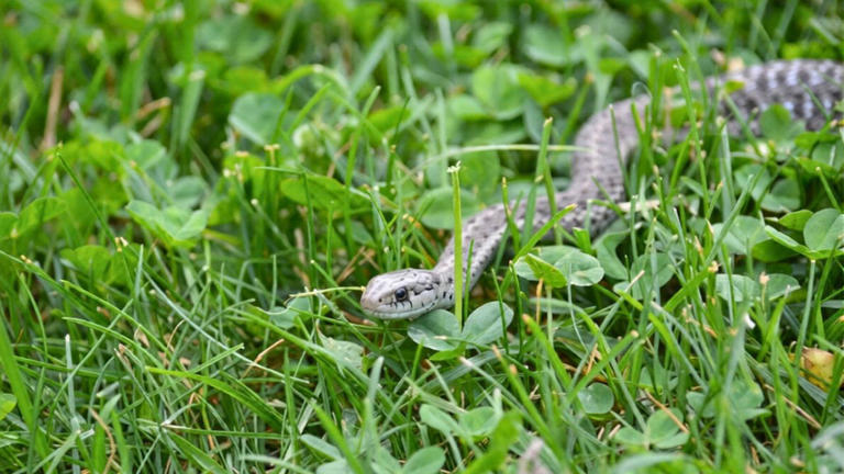 You’re attracting snakes if your yard has this kind of cover