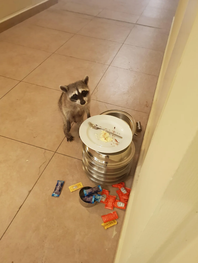 Reddit post featuring a raccoon near a plate and trash, with humorous text about stolen leftovers. User comments and site interface visible