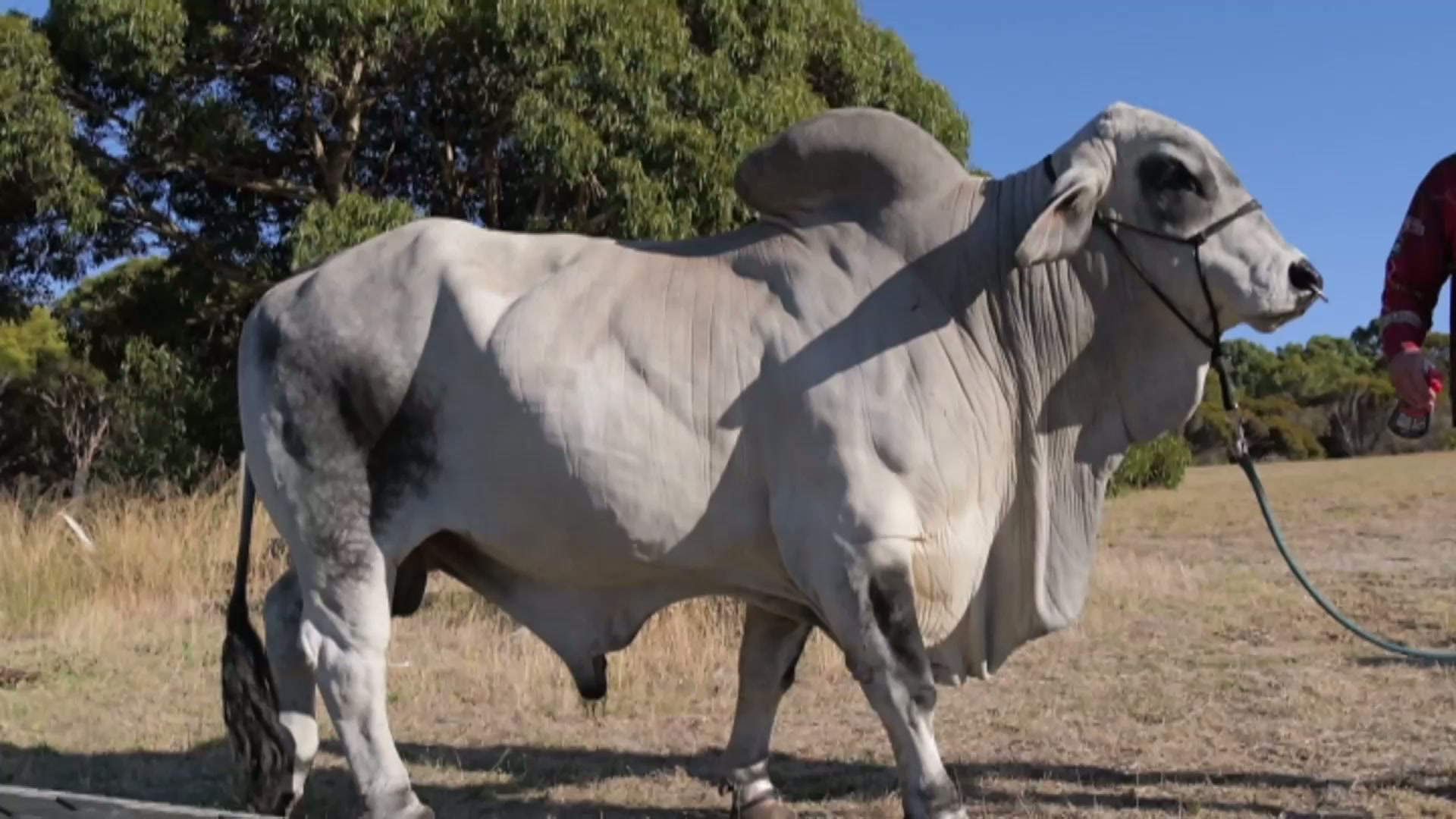 Bruce the bull socialises with Albany locals
