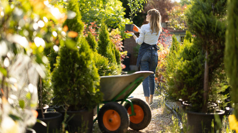 8 fast-growing cypress trees that add beauty & privacy to your yard