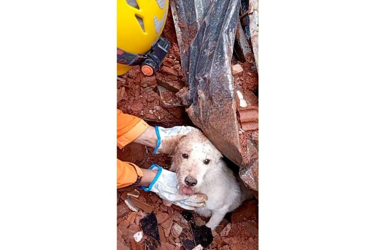 Bombeiro resgata cachorro dos escombros em Juiz de Fora