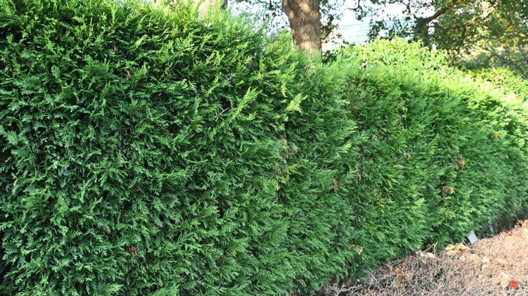 8 fast-growing cypress trees that add beauty & privacy to your yard
