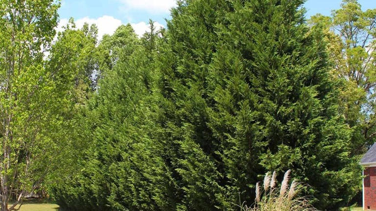 8 fast-growing cypress trees that add beauty & privacy to your yard