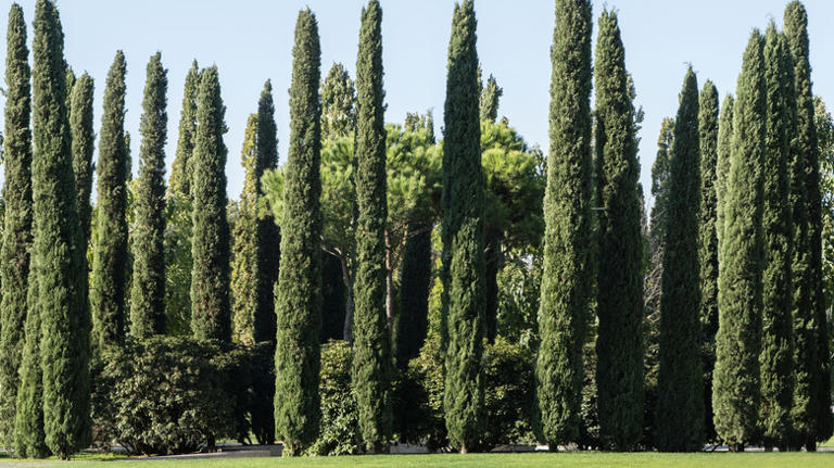 8 fast-growing cypress trees that add beauty & privacy to your yard
