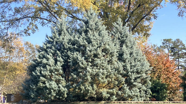 8 fast-growing cypress trees that add beauty & privacy to your yard