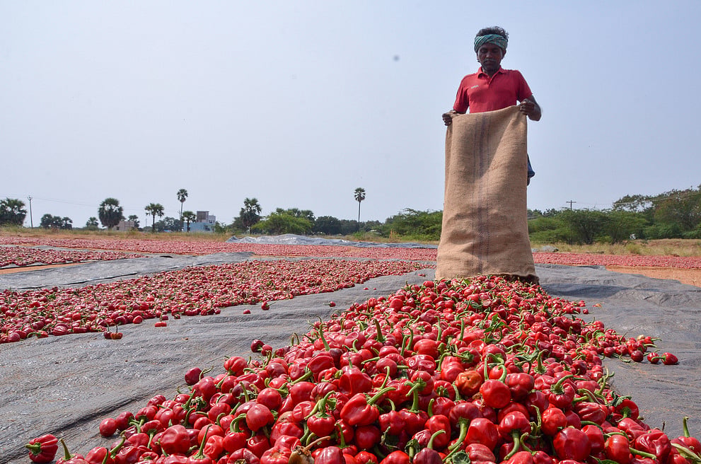 Poor arrivals push chilli prices beyond Rs 20,000 per quintal in Ramnad