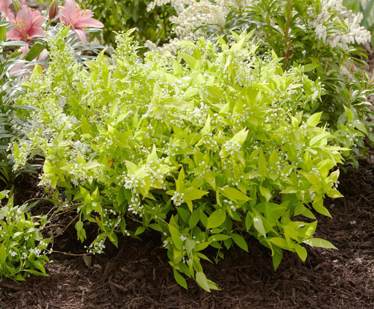 7 underrated spring-blooming shrubs that deserve a place in your garden