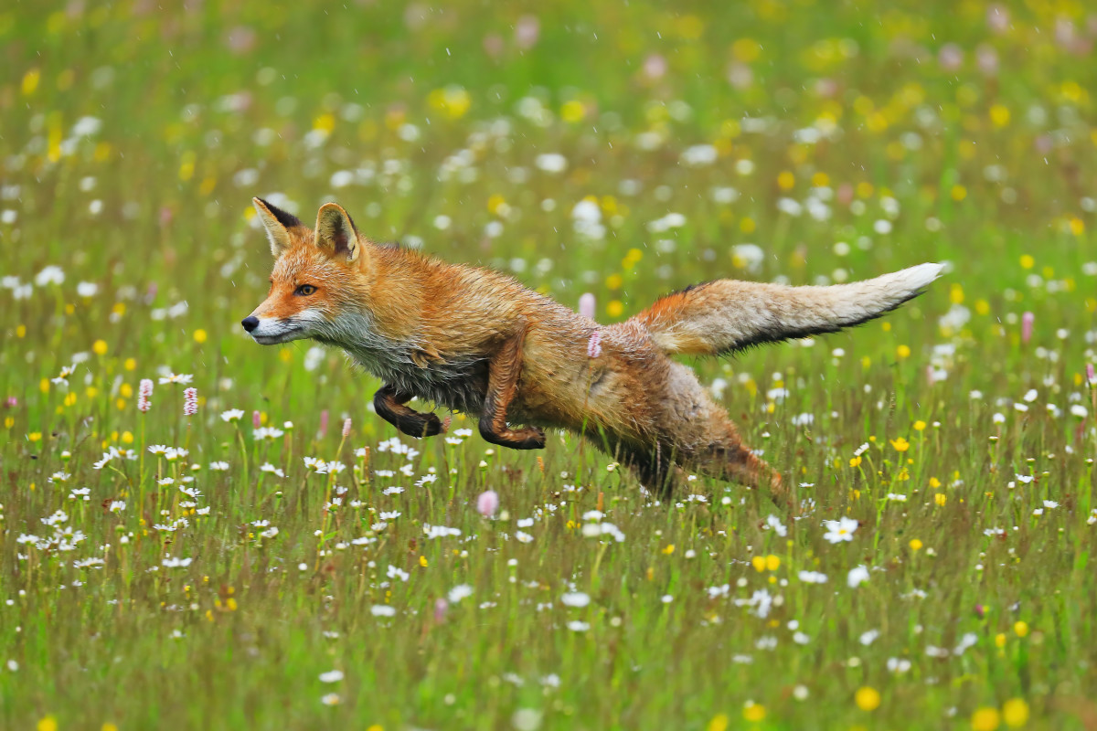 Rare fox graces Lake Tahoe's forest for the first time since the mid-1900s