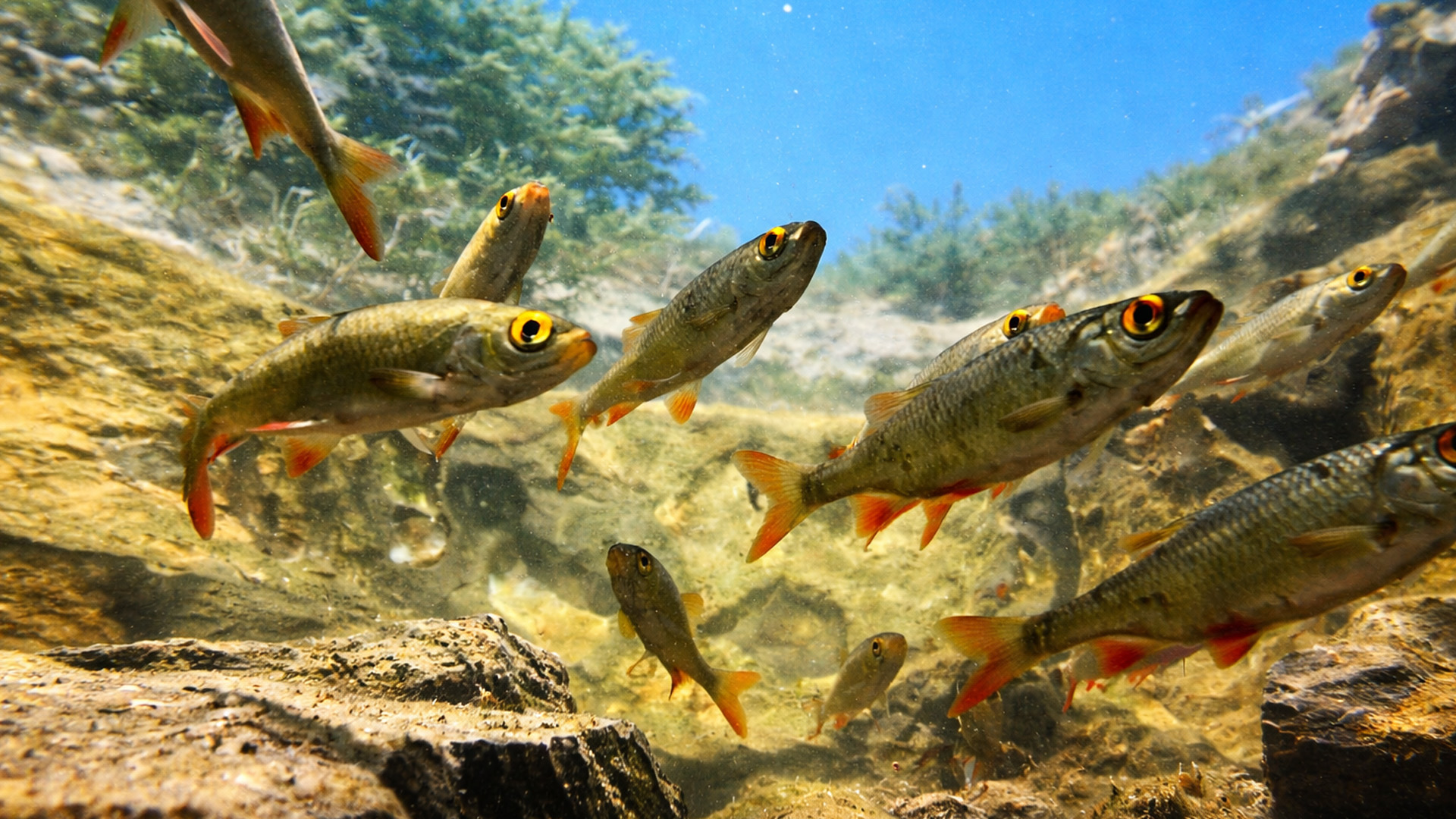 This river was full of life beneath the surface