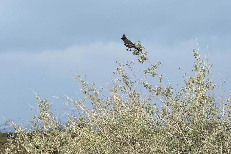 Accessible walks bring the joys of birding to people with mobility and ...