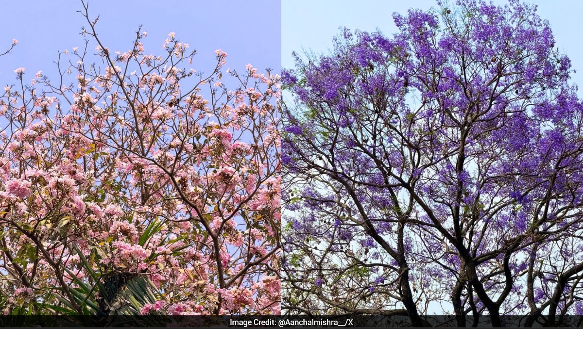 Woman shares how Bengaluru turns into a Pinterest board in pleasant ...