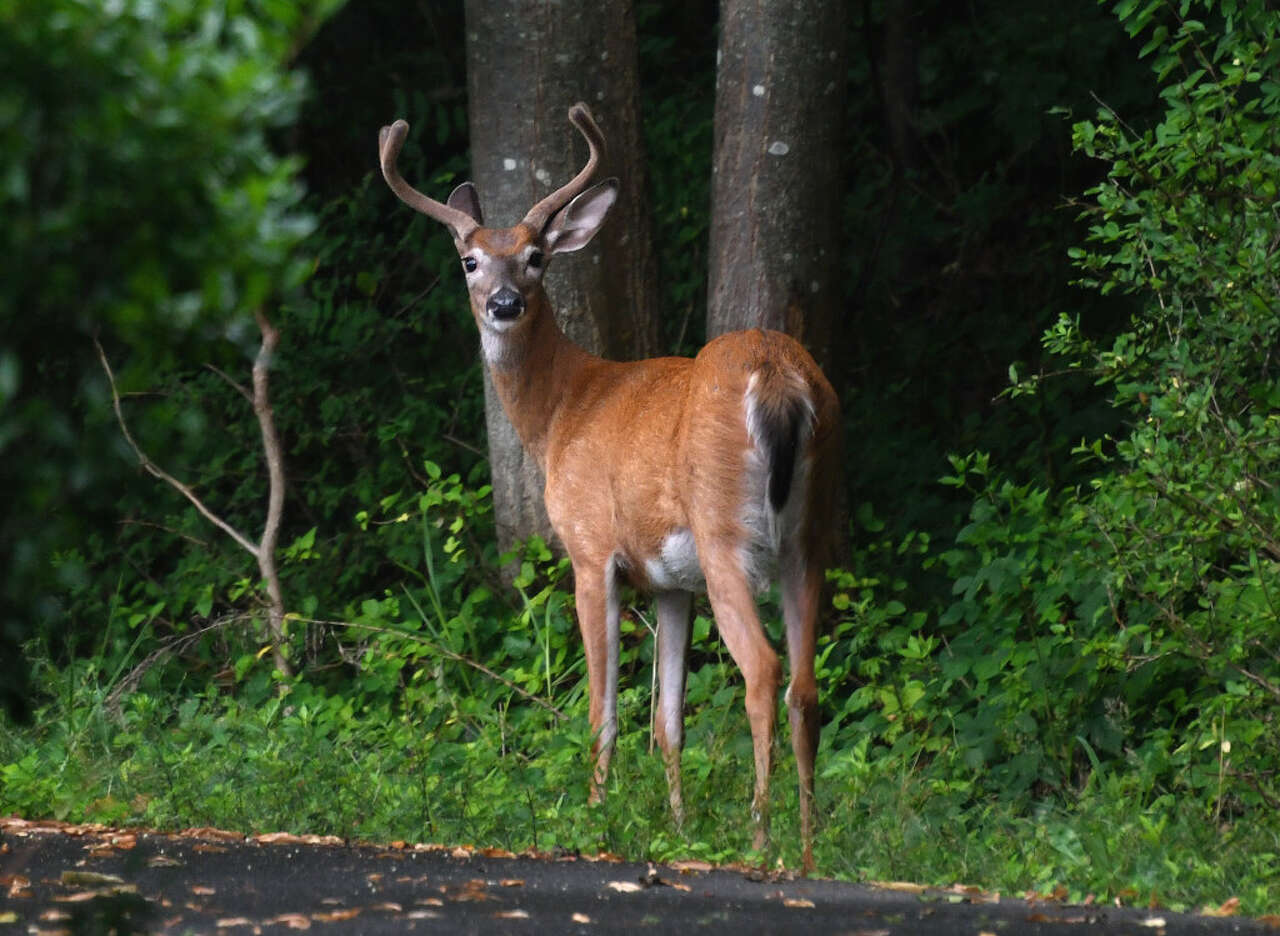 Connecticut researchers now know why COVID is no longer infecting animals<br>