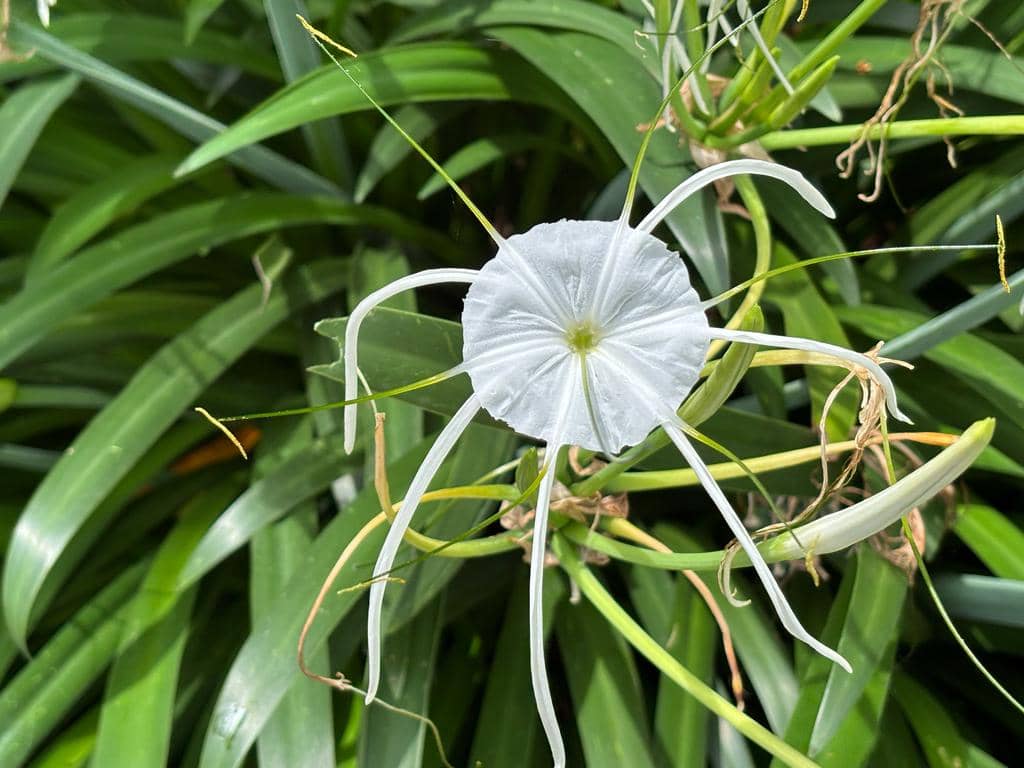 5 fakta menarik bunga laba-laba putih tahan panas 5 fakta menarik bunga laba-laba putih tahan panas