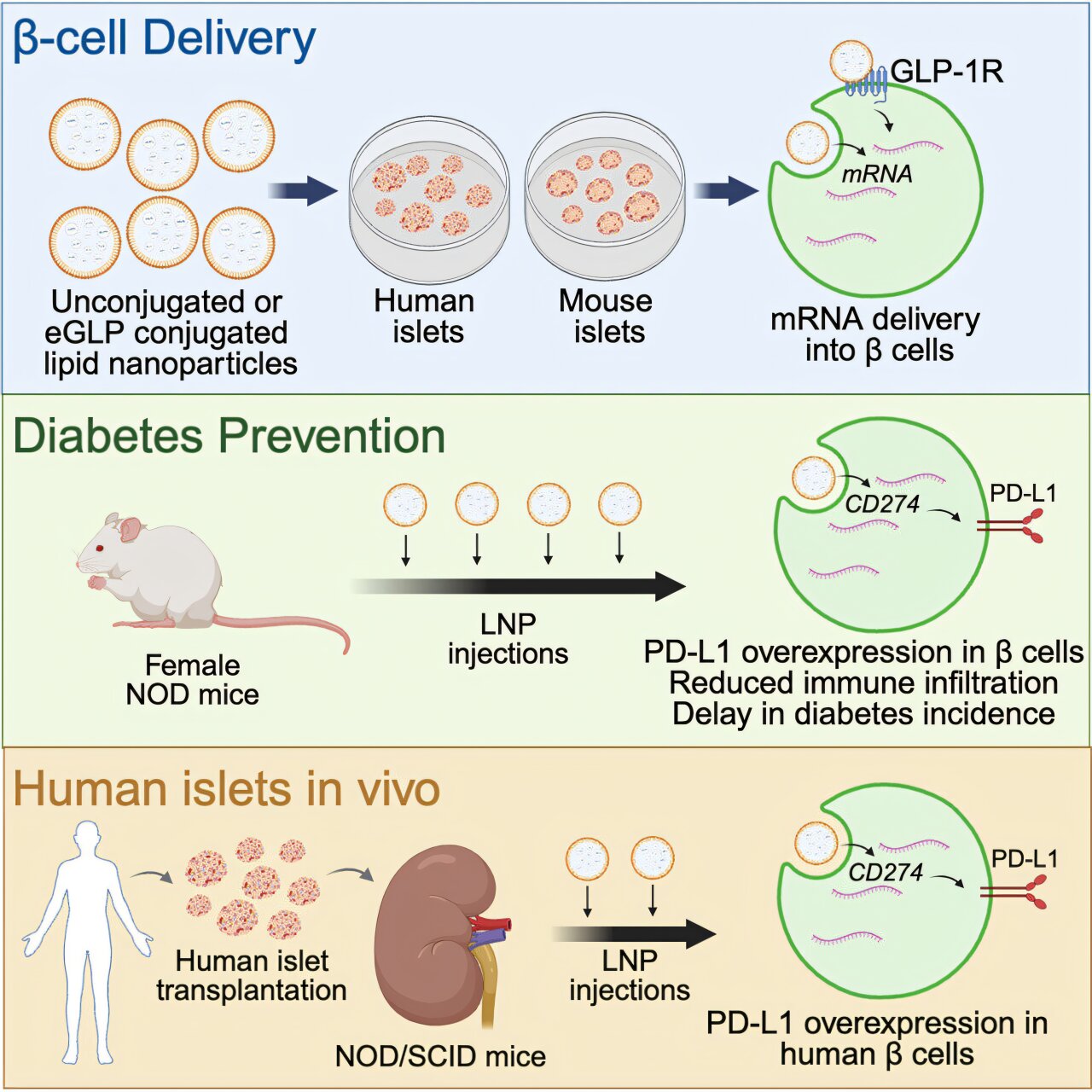Nanoparticle system shows promise for delivering mRNA to prevent type 1 ...
