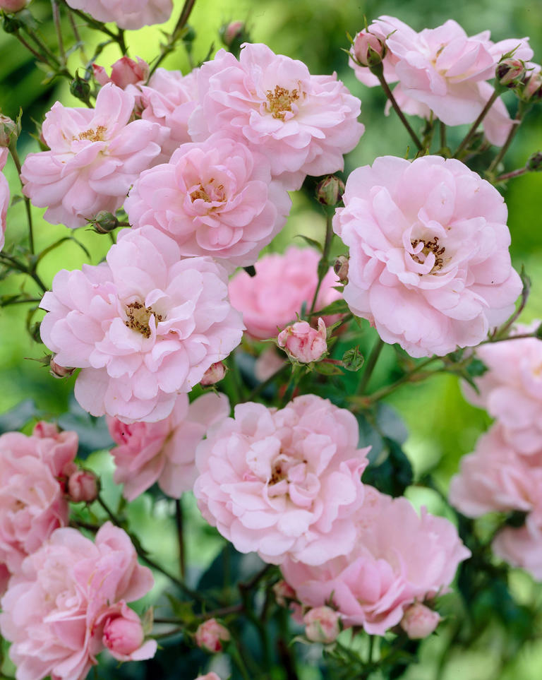 It's your last chance to plant bare-root roses – here's why it matters