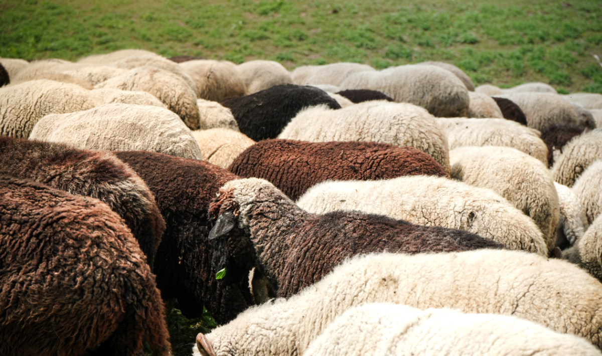 Κρήτη: Παρατείνονται έως τις 15/4 τα προληπτικά μέτρα για την ευλογιά ...