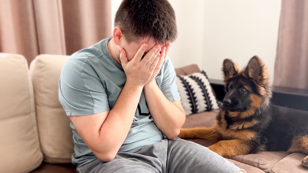 German shepherd puppy says crying is cancelled today