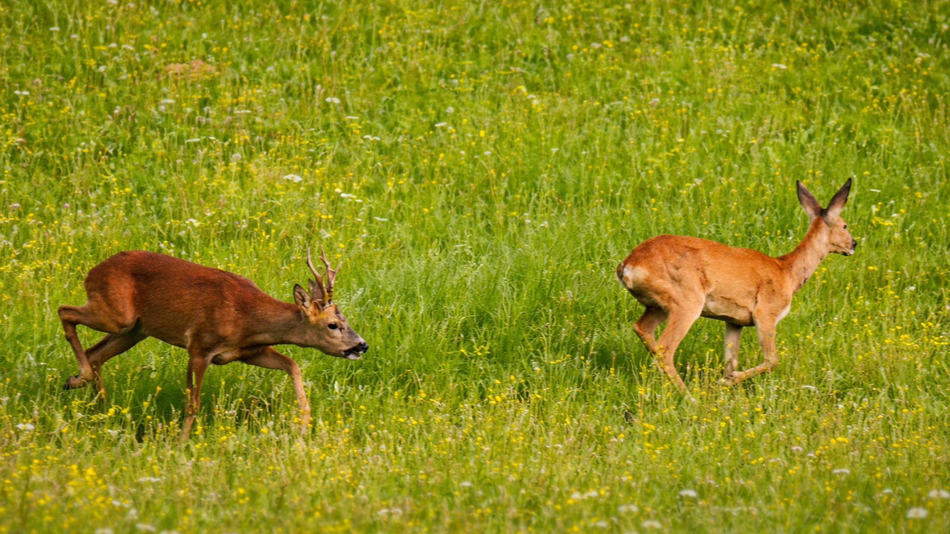 My camera captured this wild chase in the meadow
