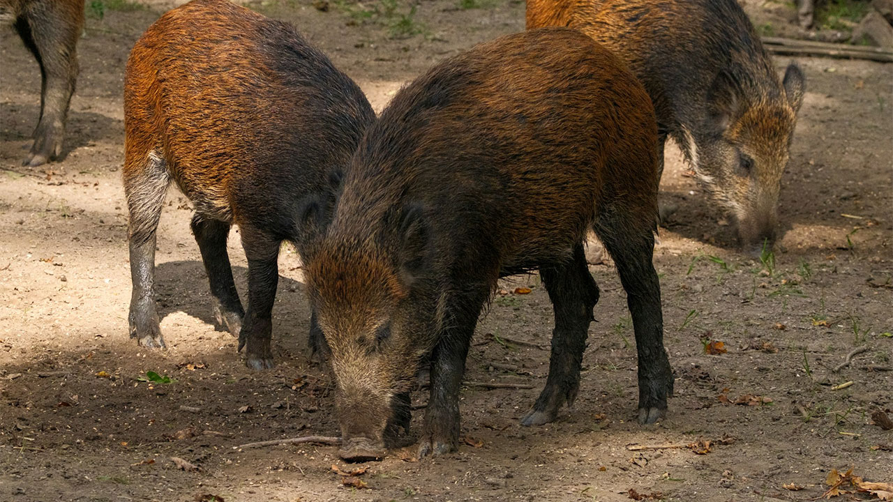 15 states where hog damage is pushing landowners to change rules
