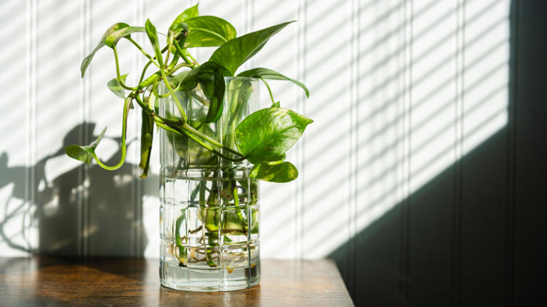 Easily grow more beautiful pothos plants with just a glass of water