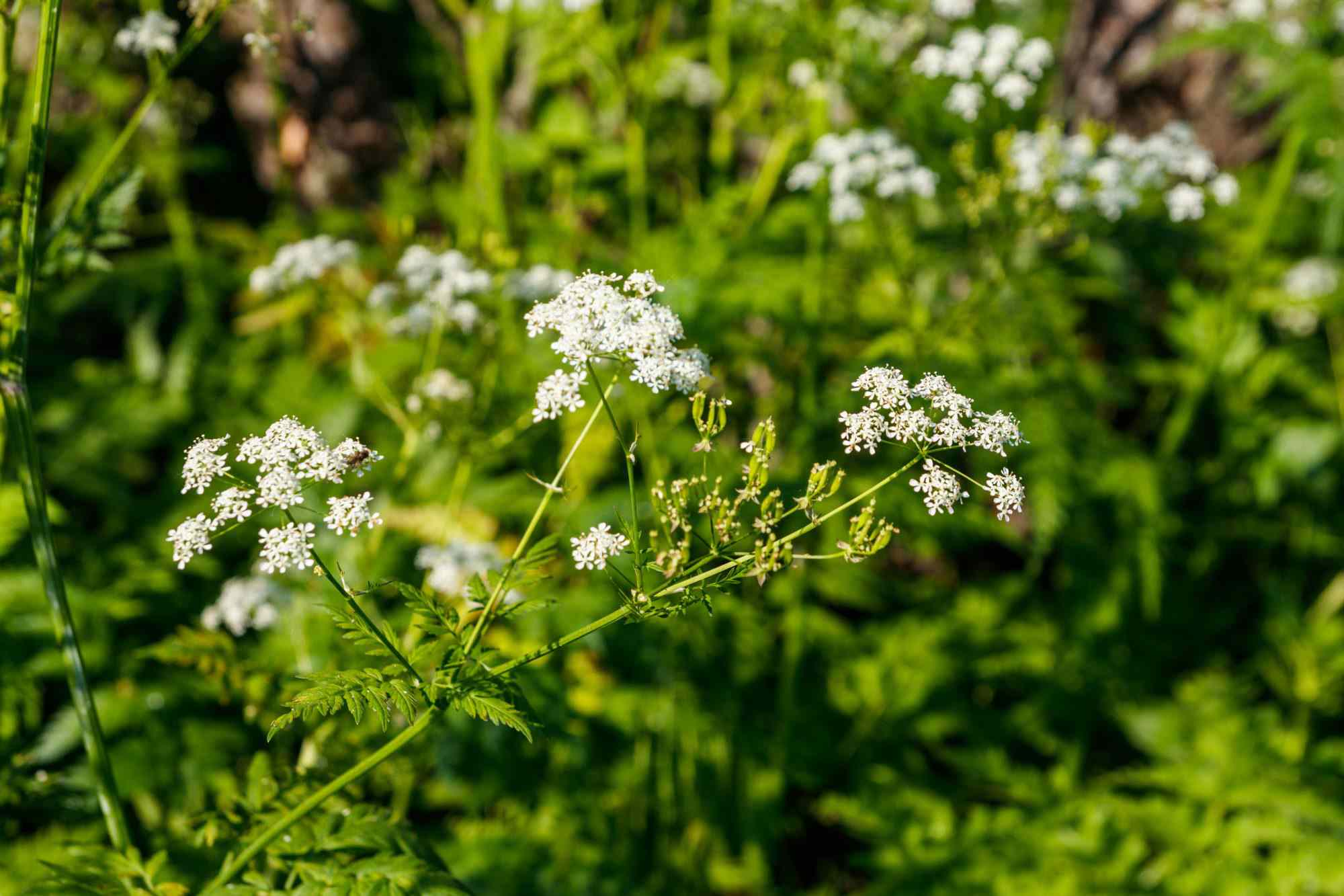 Does boiling water kill weeds—or damage your garden?