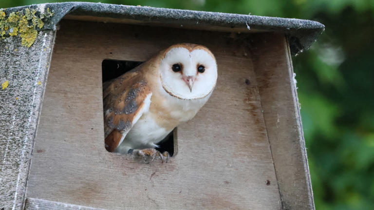 Why you should attract owls to your yard — and how to do it