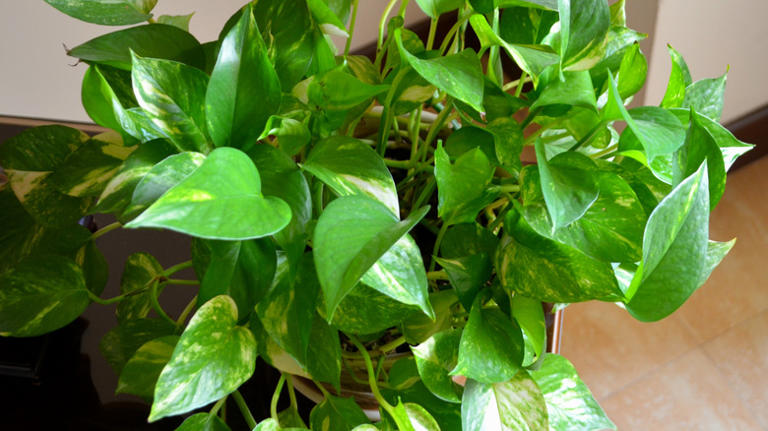 Easily grow more beautiful pothos plants with just a glass of water