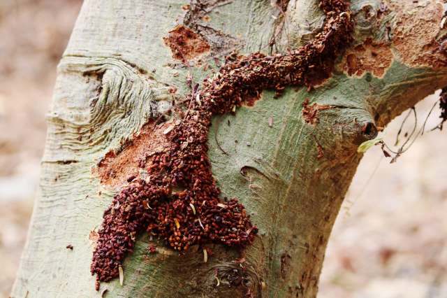 Researchers issue warning as harmful insects spread across US region ...