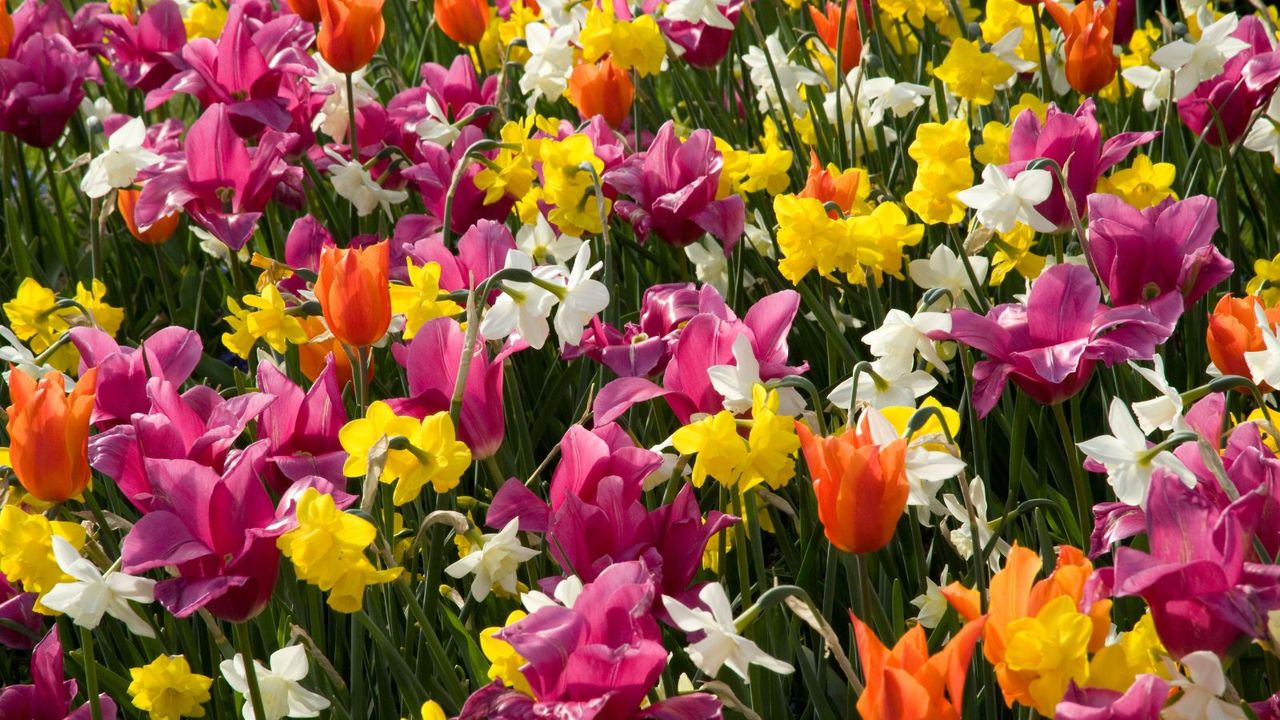Discover your birth month bulb: There's a beautiful bloom for every ...
