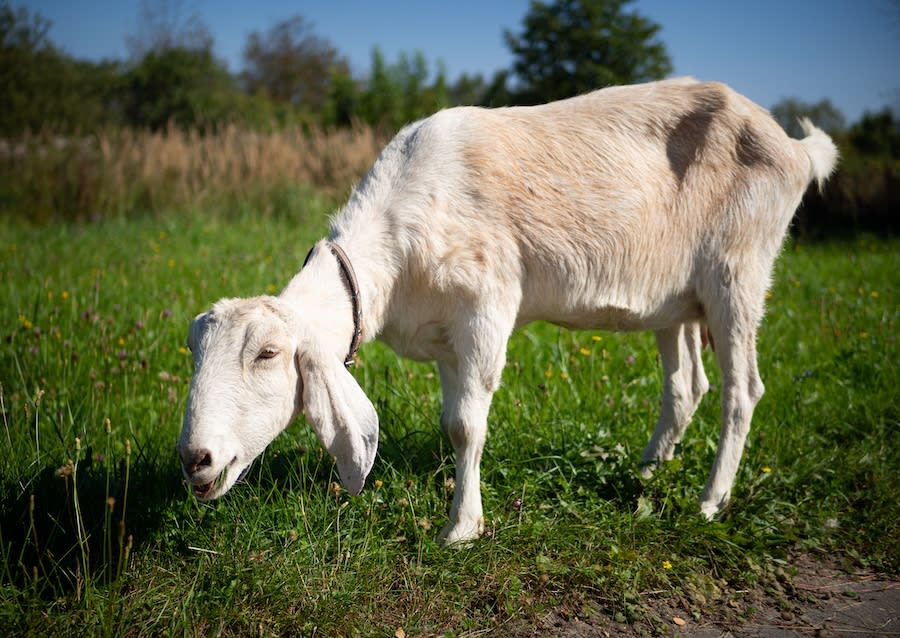 Owners of Boise-area goat dairy face 478 felony animal neglect charges<br><br>