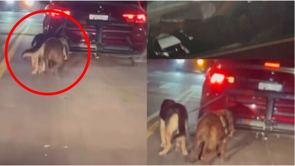 NYC driver dragged two dogs behind his car—petition demands permanent ...