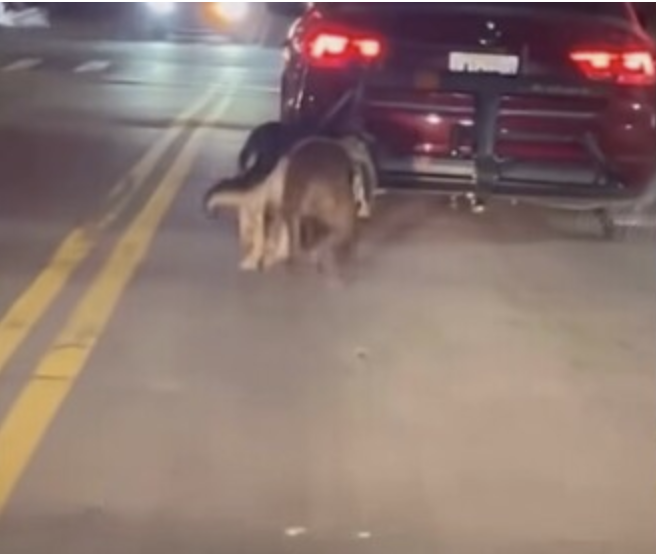 NYC driver dragged two dogs behind his car—petition demands permanent ...