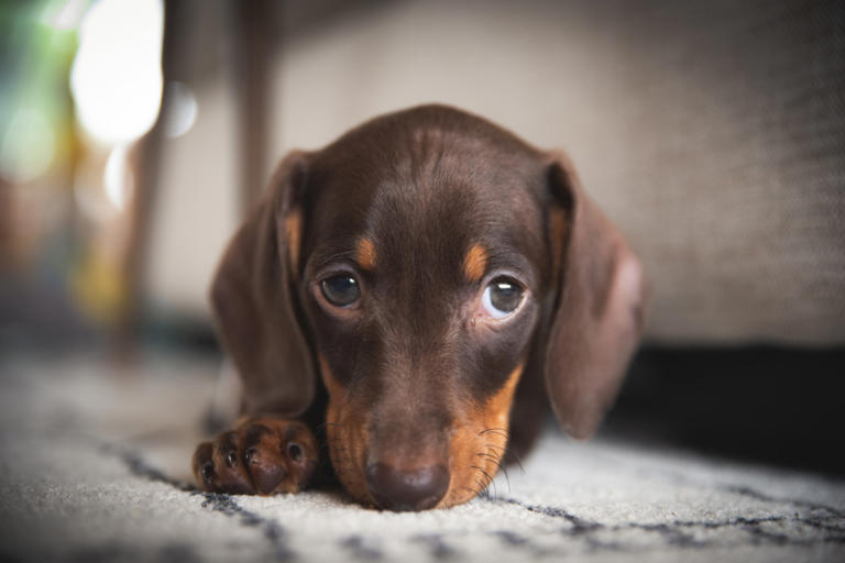 Mini dachshund who 'just wants to make a friend' brings all the feels