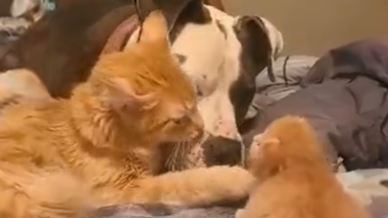 Dog comforts baby with gentle howls