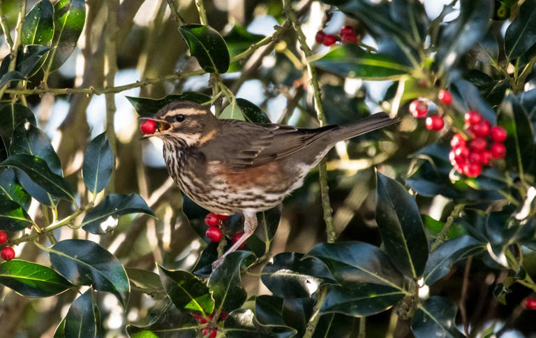 How to make your yard a spring stopover for migrating birds