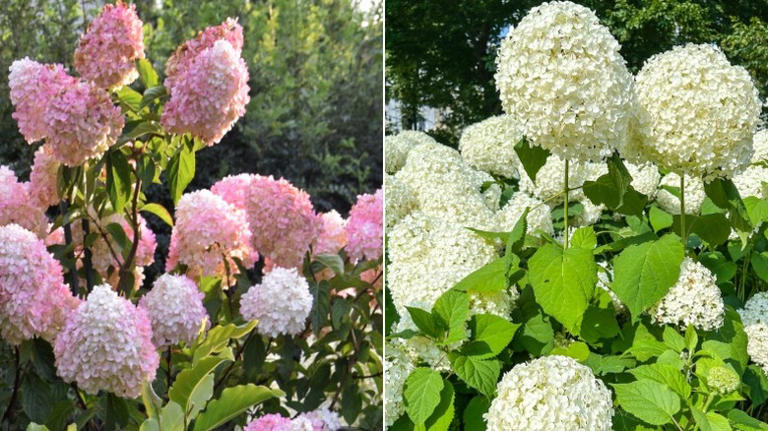 The type of hydrangea to prune in the spring for bigger, stronger blooms