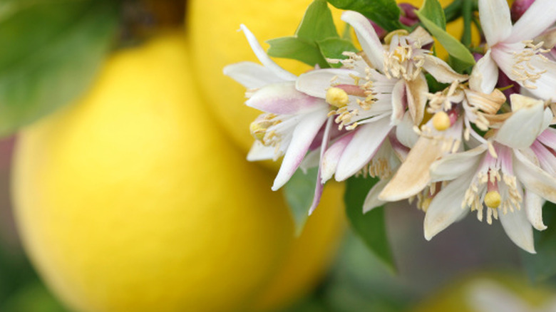 The flowering mini lemon variety that you can grow in a pot