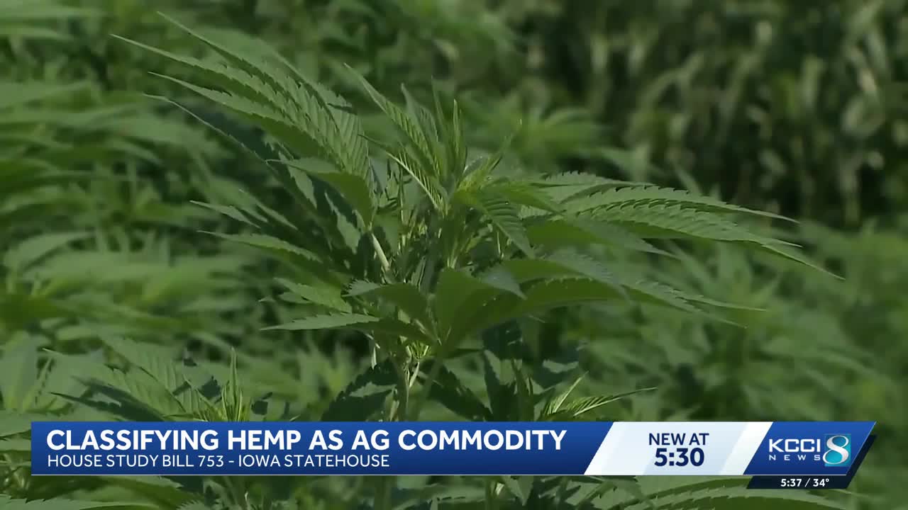 Bill classifying hemp as an ag commodity moving through Iowa Statehouse