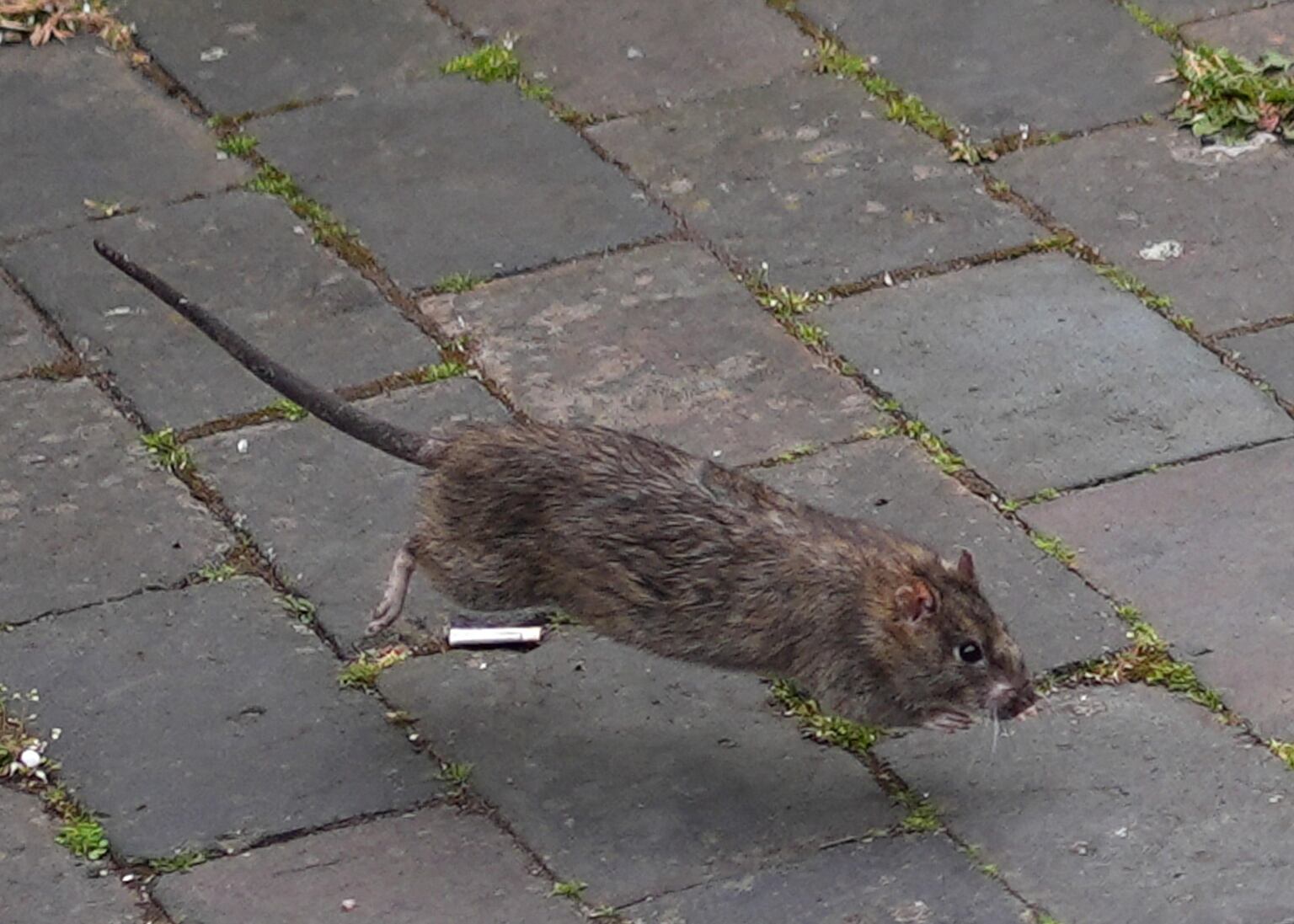NI has highest rat activity spike in UK