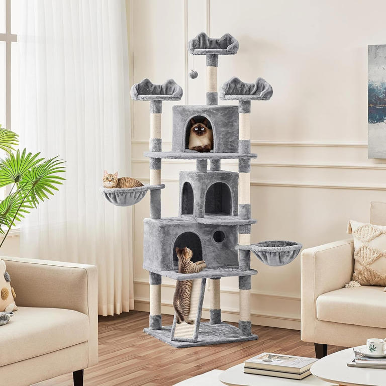 Cat trees are actually really important for cats' well-being, according ...