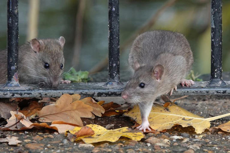 Homeowners warned 'take four steps now' after surge in rats in UK